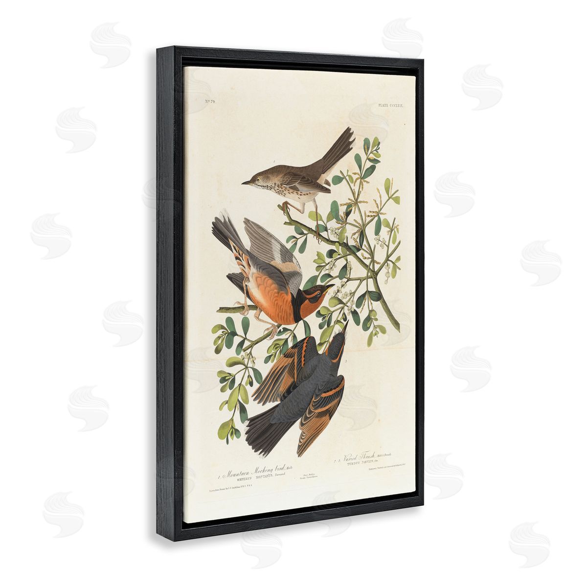 one1000paintings Classic Audubon Bird Study Black Floating Frame Canvas Wall Art Print