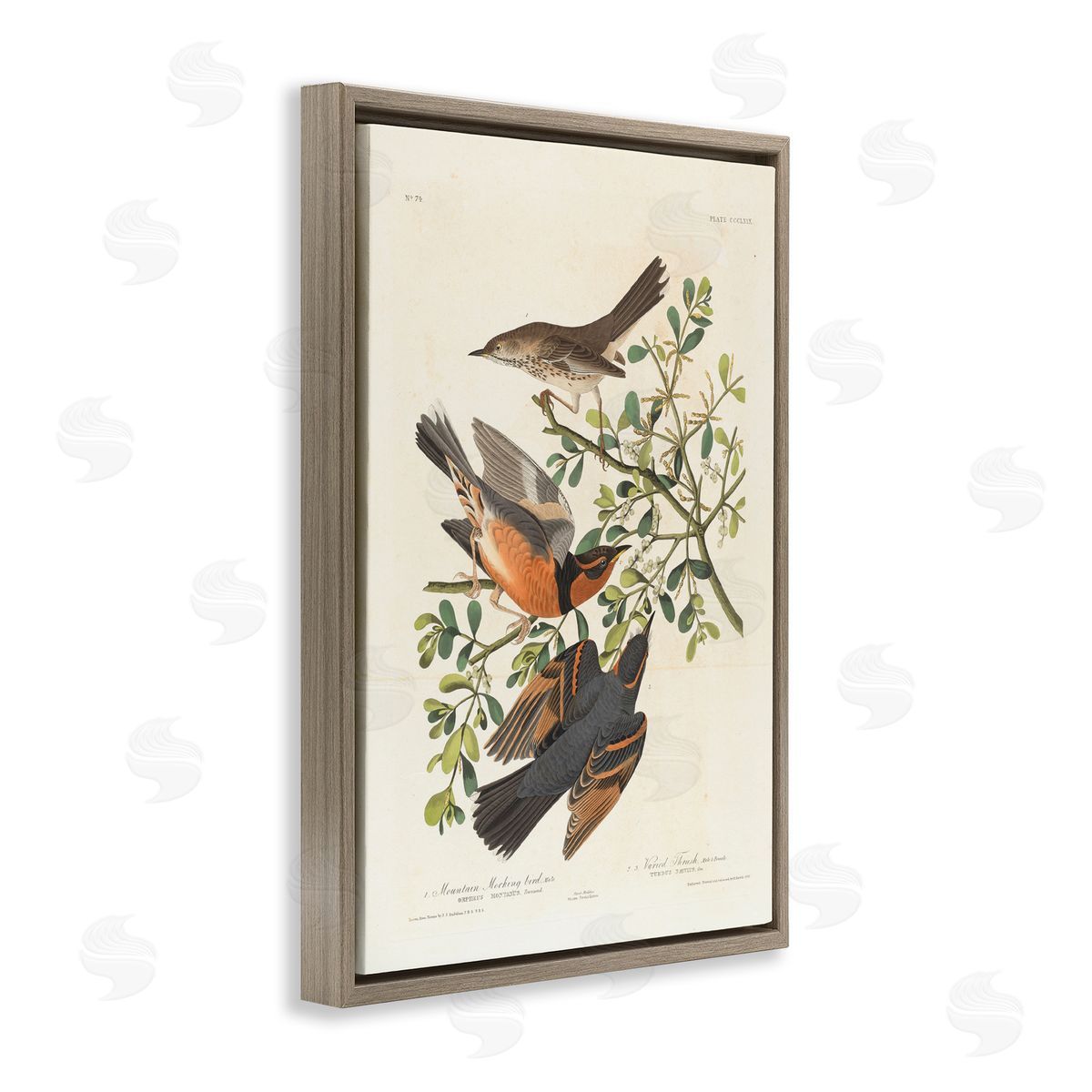 one1000paintings Classic Audubon Bird Study Brown Floating Frame Canvas Wall Art Print