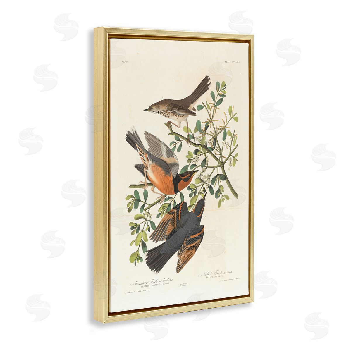 one1000paintings Classic Audubon Bird Study Gold Floating Frame Canvas Wall Art Print