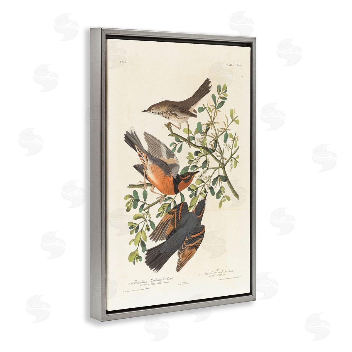 one1000paintings Classic Audubon Bird Study Gray Floating Frame Canvas Wall Art Print