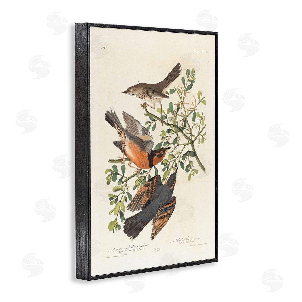one1000paintings Classic Audubon Bird Study Black Framed Giclee Wall Art Print
