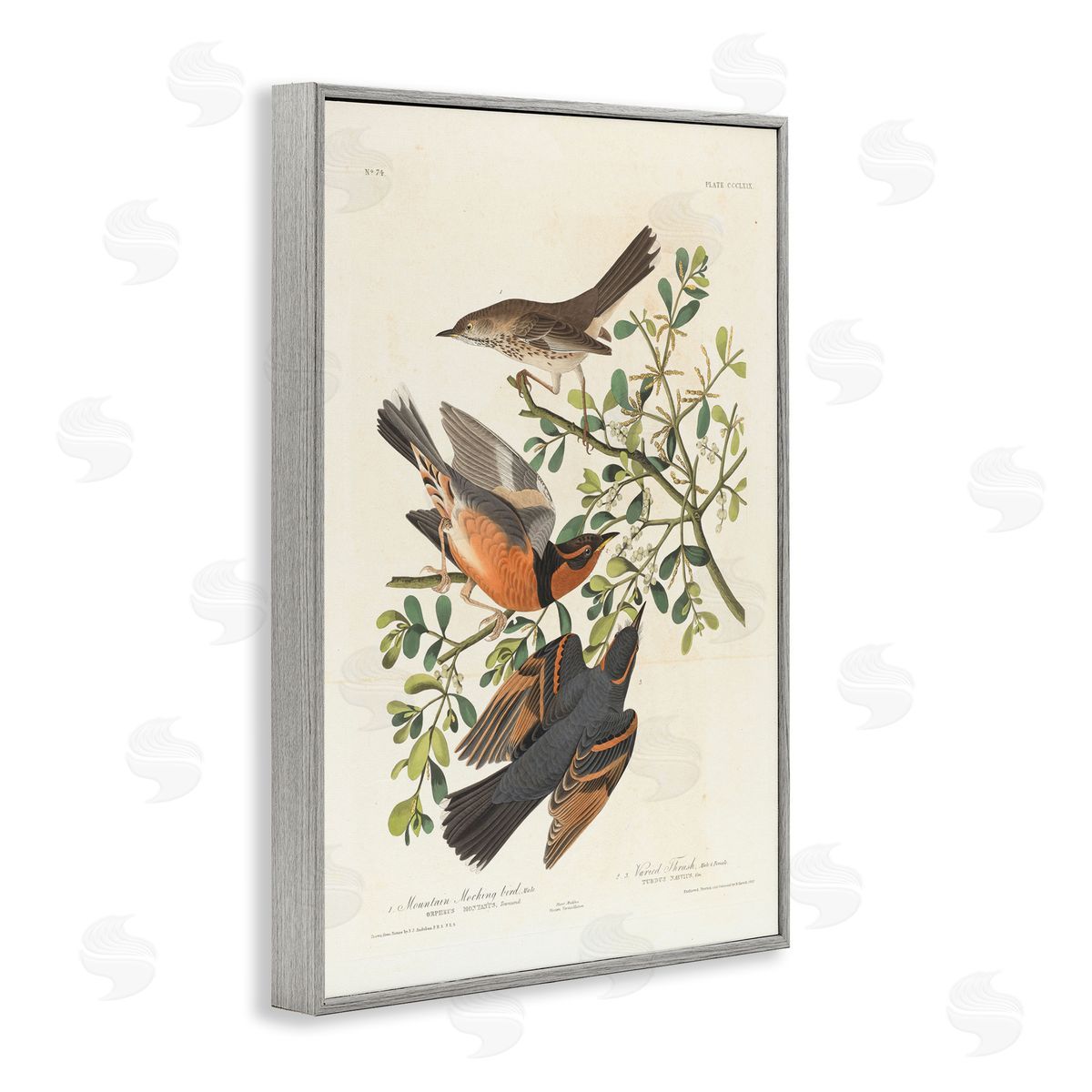 one1000paintings Classic Audubon Bird Study Gray Framed Giclee Wall Art Print