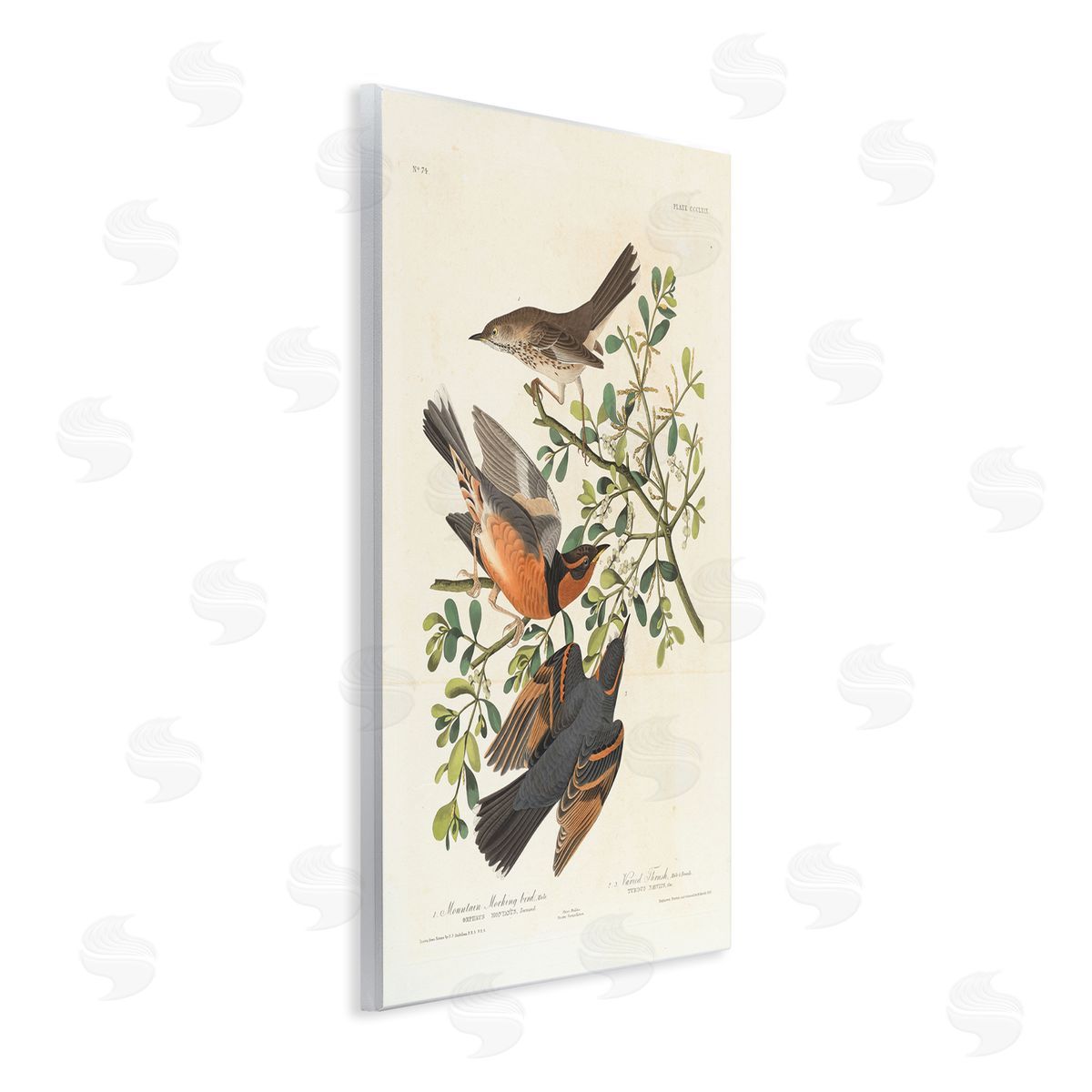 one1000paintings Classic Audubon Bird Study Wooden Wall Plaque Art Print