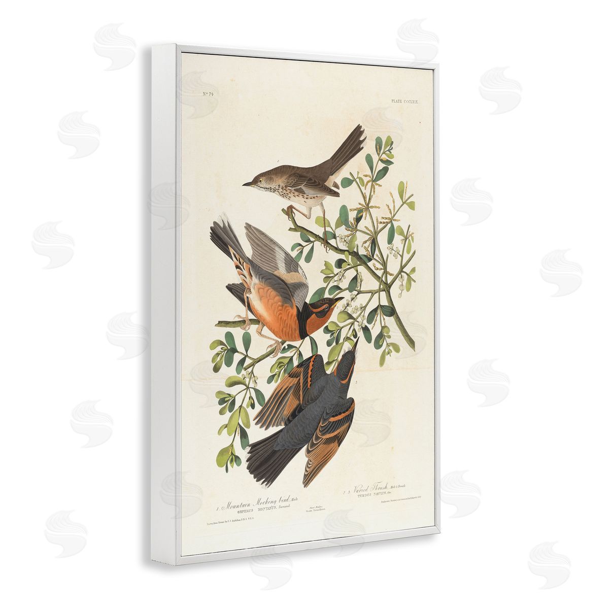 one1000paintings Classic Audubon Bird Study White Framed Giclee Wall Art Print