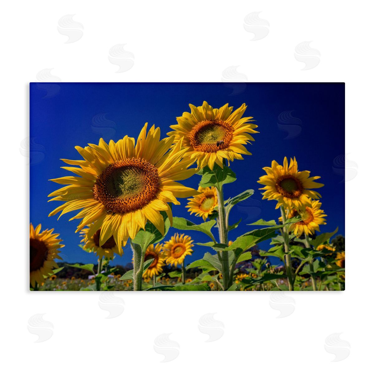 Rick Berk Bright Sunflowers with Blue Sky Canvas Wall Art Print