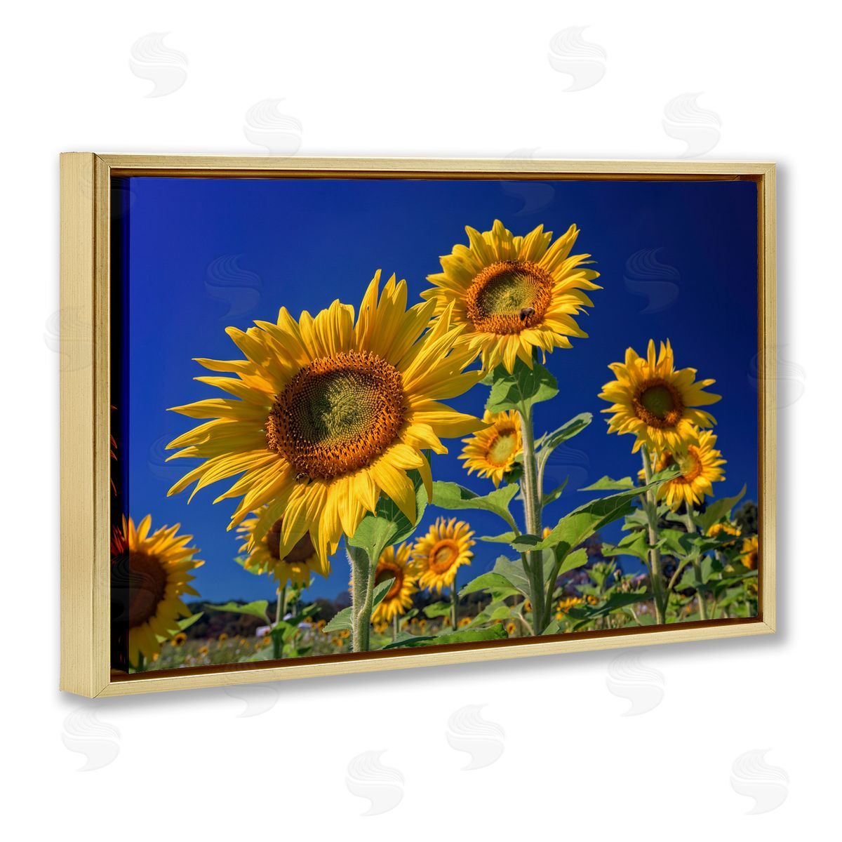Rick Berk Bright Sunflowers with Blue Sky Gold Floating Frame Canvas Wall Art Print