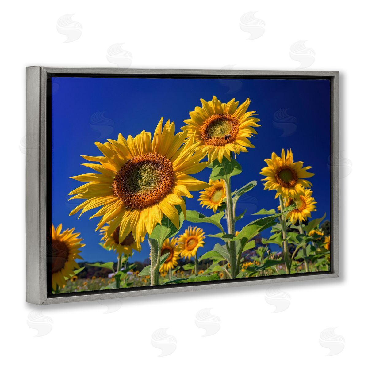 Rick Berk Bright Sunflowers with Blue Sky Gray Floating Frame Canvas Wall Art Print