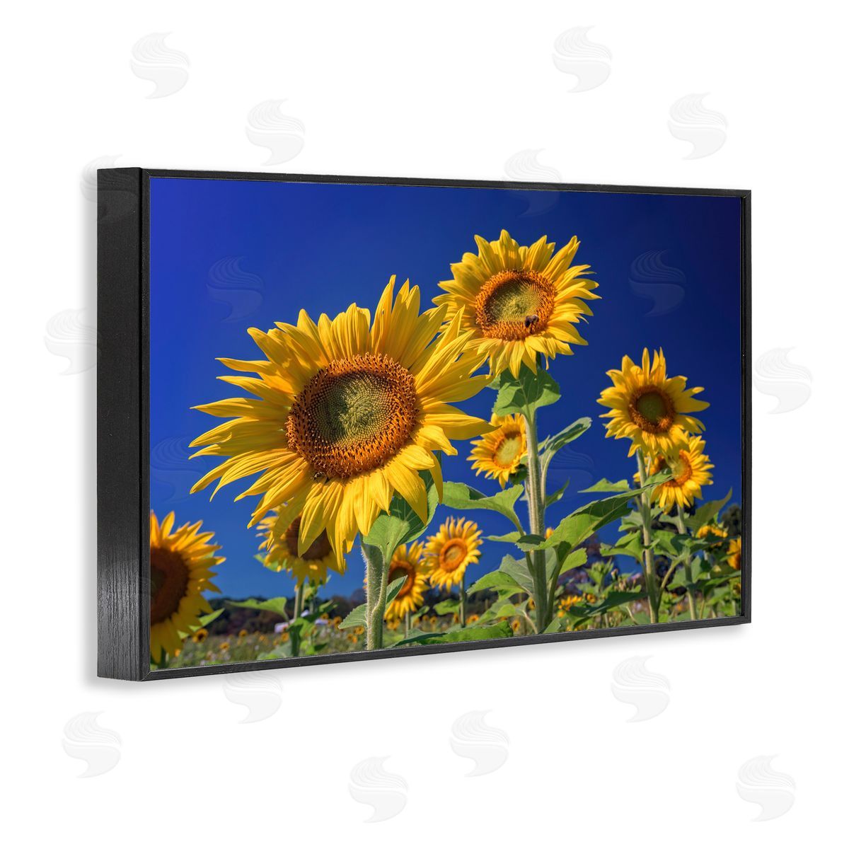 Rick Berk Bright Sunflowers with Blue Sky Black Framed Giclee Wall Art Print