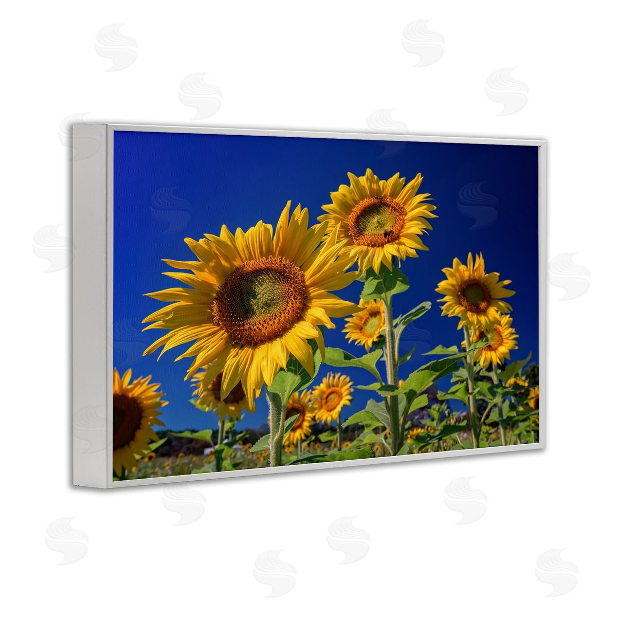 Rick Berk Bright Sunflowers with Blue Sky White Framed Giclee Wall Art Print