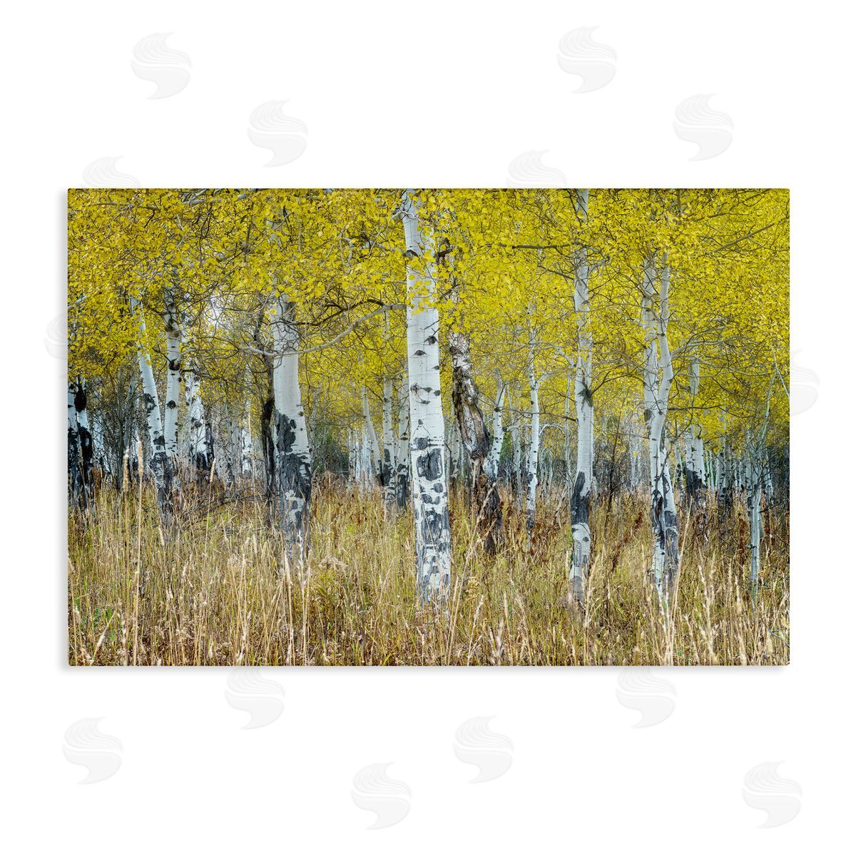 Rick Berk Dense Birch Trees Canvas Wall Art Print