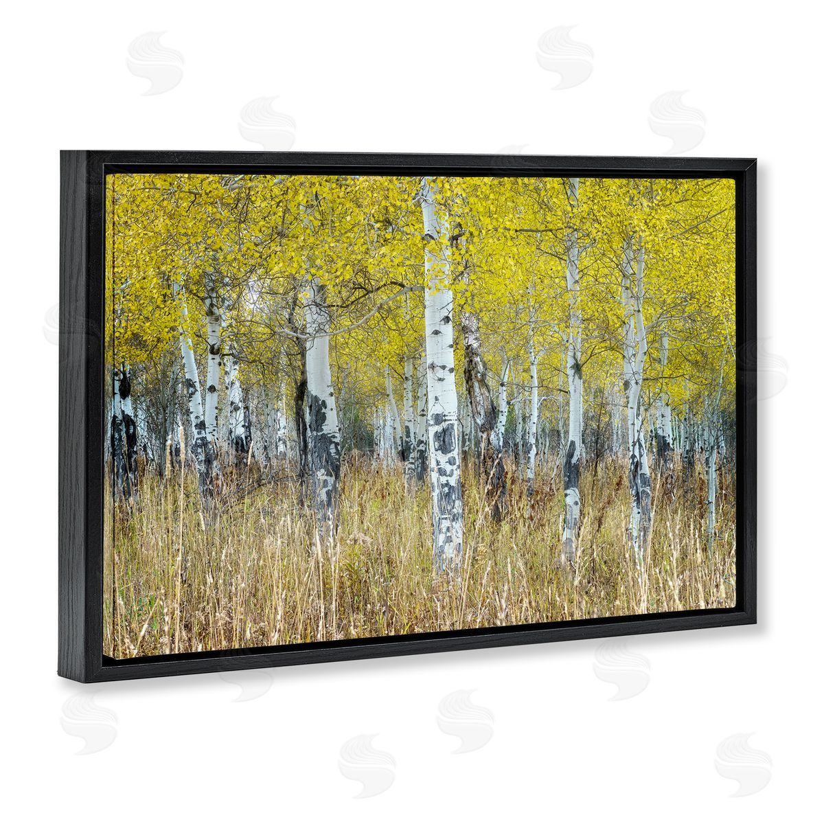 Rick Berk Dense Birch Trees Black Floating Frame Canvas Wall Art Print