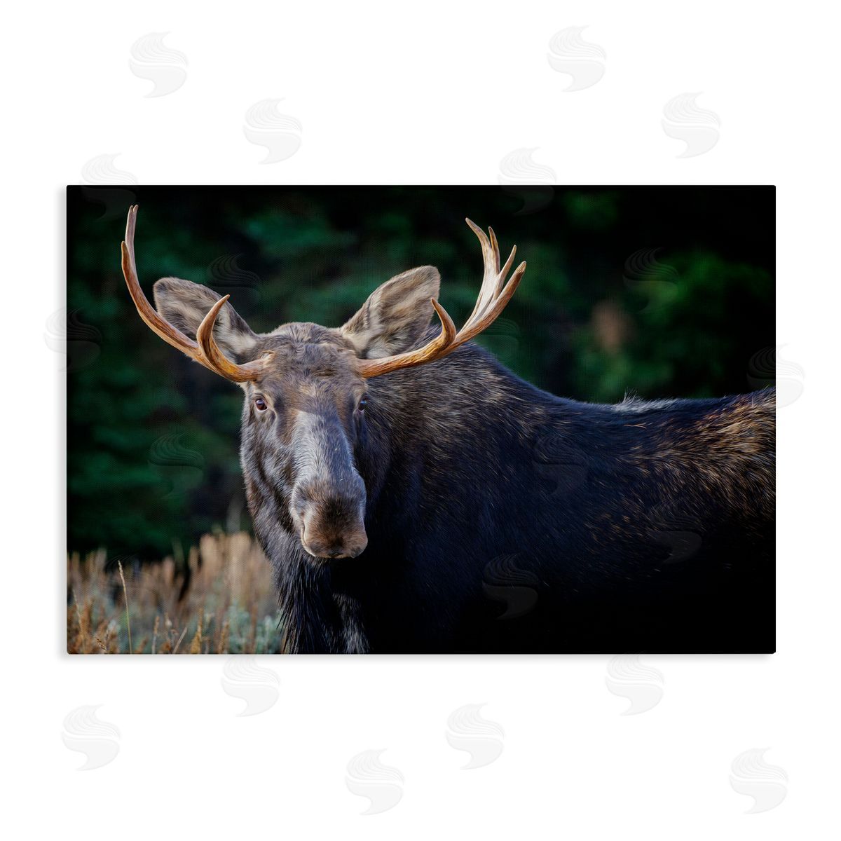 Rick Berk Stoic Elk Portrait Canvas Wall Art Print