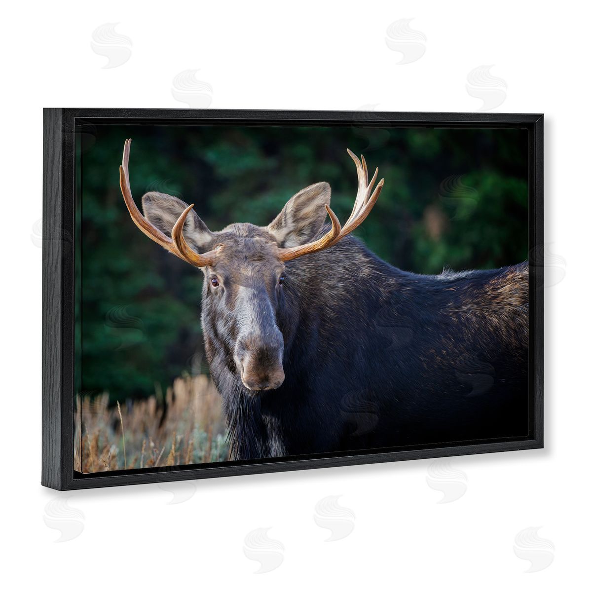 Rick Berk Stoic Elk Portrait Black Floating Frame Canvas Wall Art Print