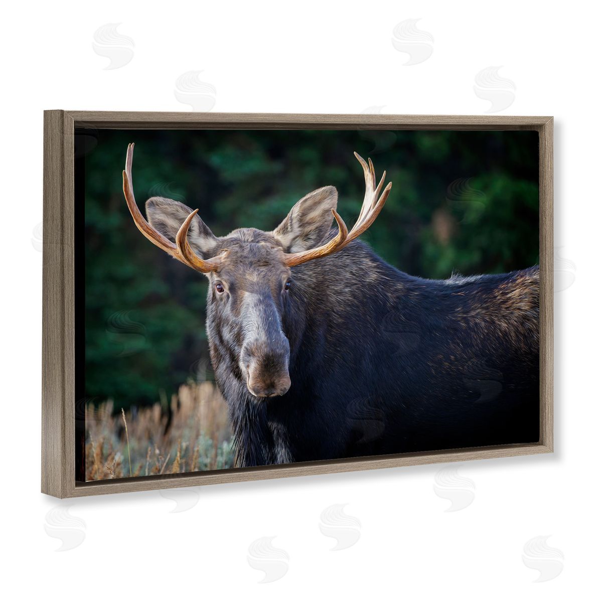 Rick Berk Stoic Elk Portrait Brown Floating Frame Canvas Wall Art Print