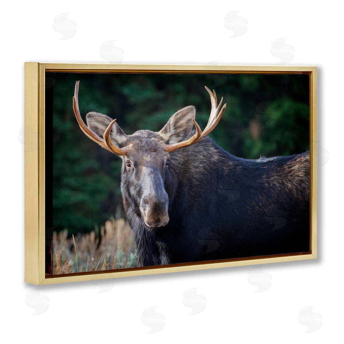 Rick Berk Stoic Elk Portrait Gold Floating Frame Canvas Wall Art Print