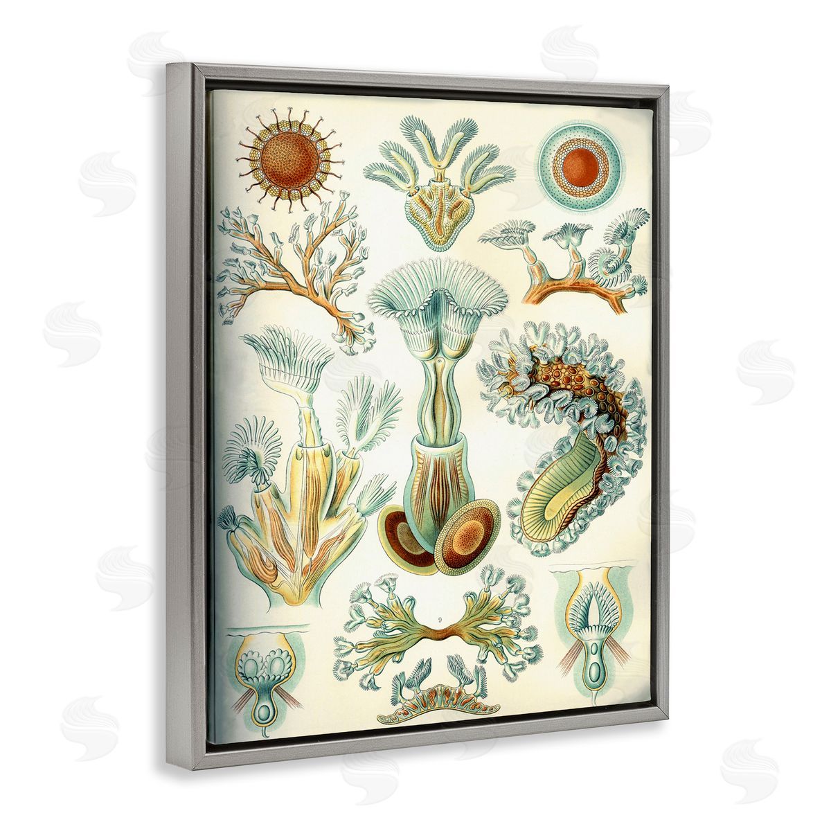Vintage Haeckel Sea Life Grey Floating Frame Canvas Wall Art, Home Decor by Graffi*tee Studios