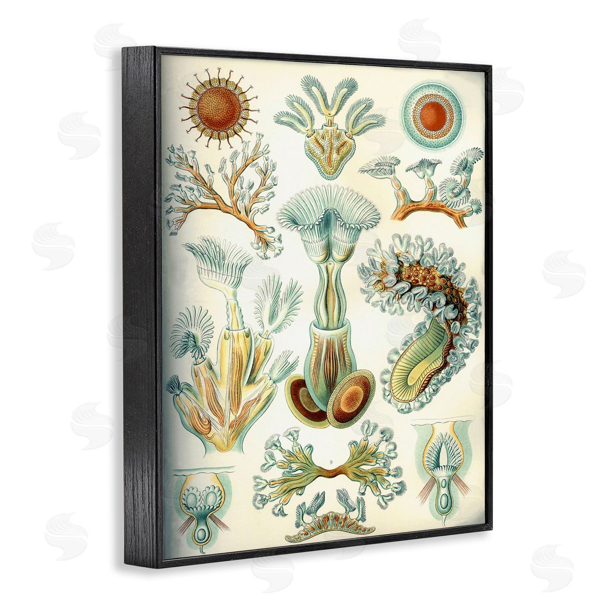 Vintage Haeckel Sea Life Black Frame Print Wall Art, Home Decor by Graffi*tee Studios