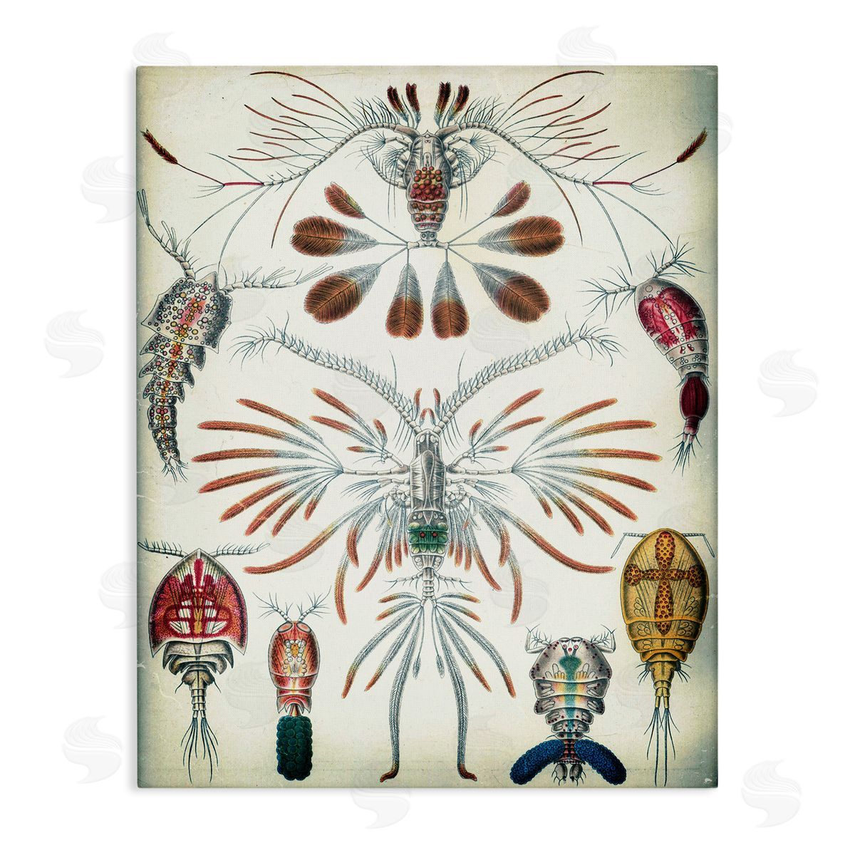 Vintage Crustacean Diagram Canvas Wall Art, Home Decor by Graffi*tee Studios