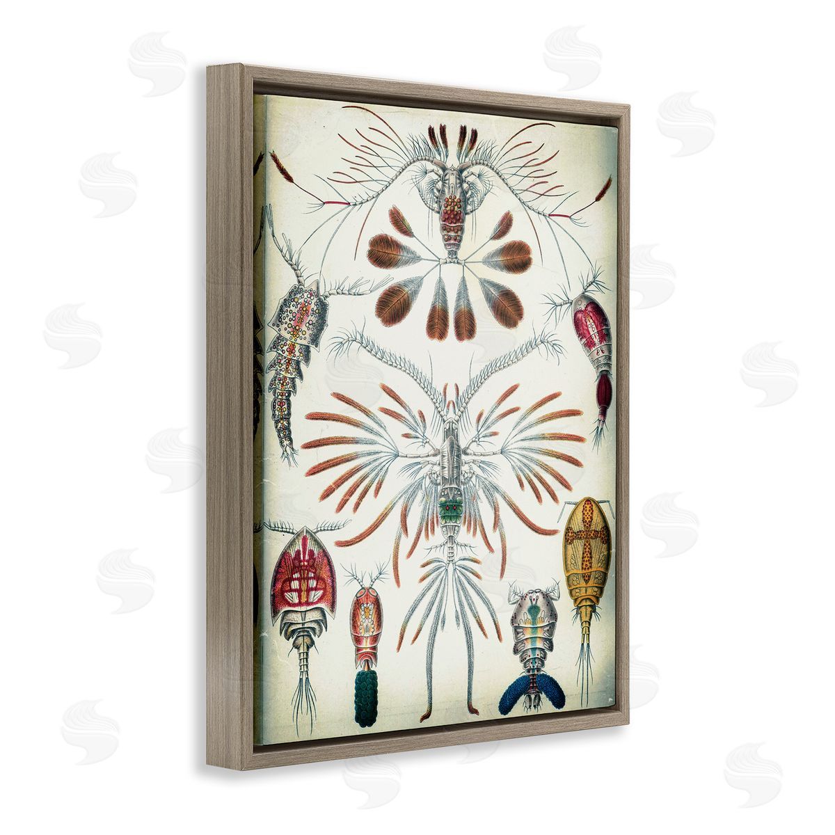 Vintage Crustacean Diagram Brown Floating Frame Canvas Wall Art, Home Decor by Graffi*tee Studios