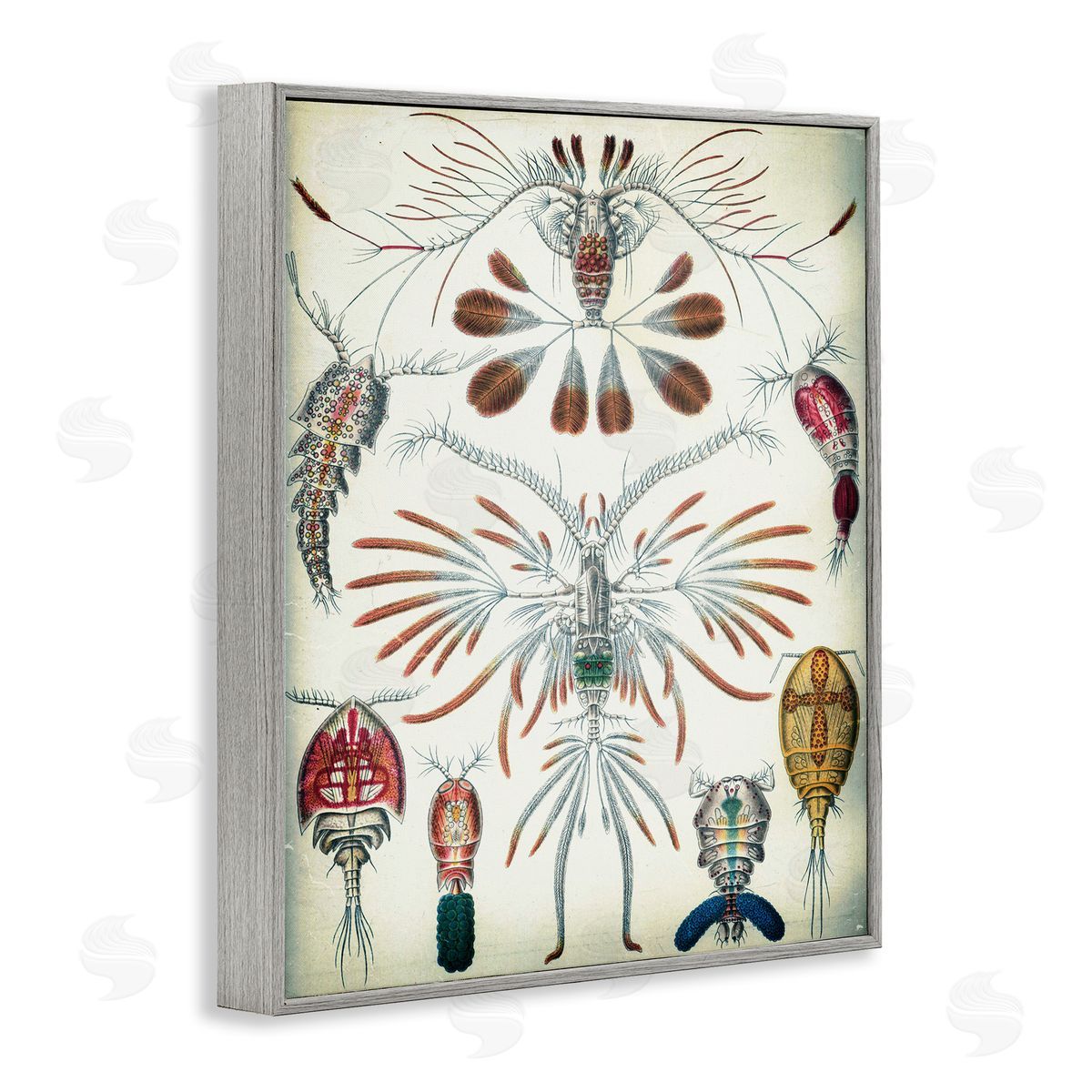 Vintage Crustacean Diagram Grey Frame Print Wall Art, Home Decor by Graffi*tee Studios