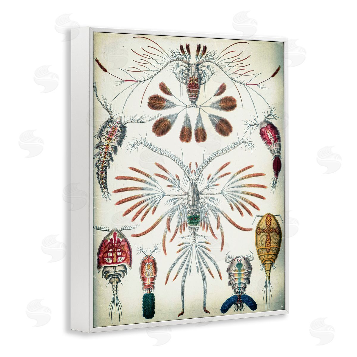 Vintage Crustacean Diagram White Frame Print Wall Art, Home Decor by Graffi*tee Studios