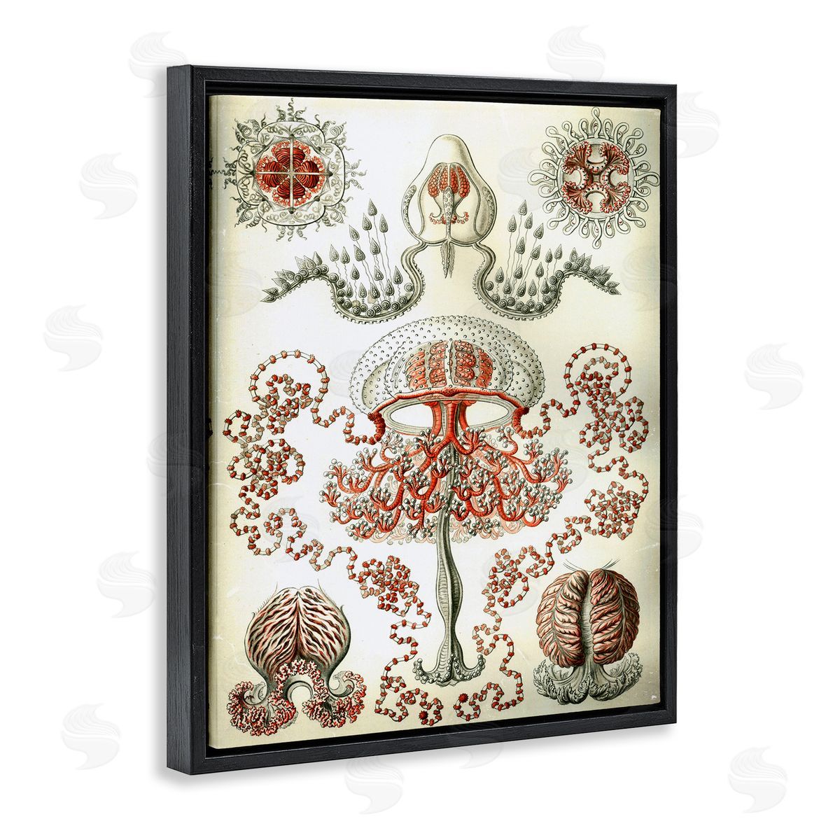 Classic Haeckel Diagram Black Floating Frame Canvas Wall Art, Home Decor by Graffi*tee Studios
