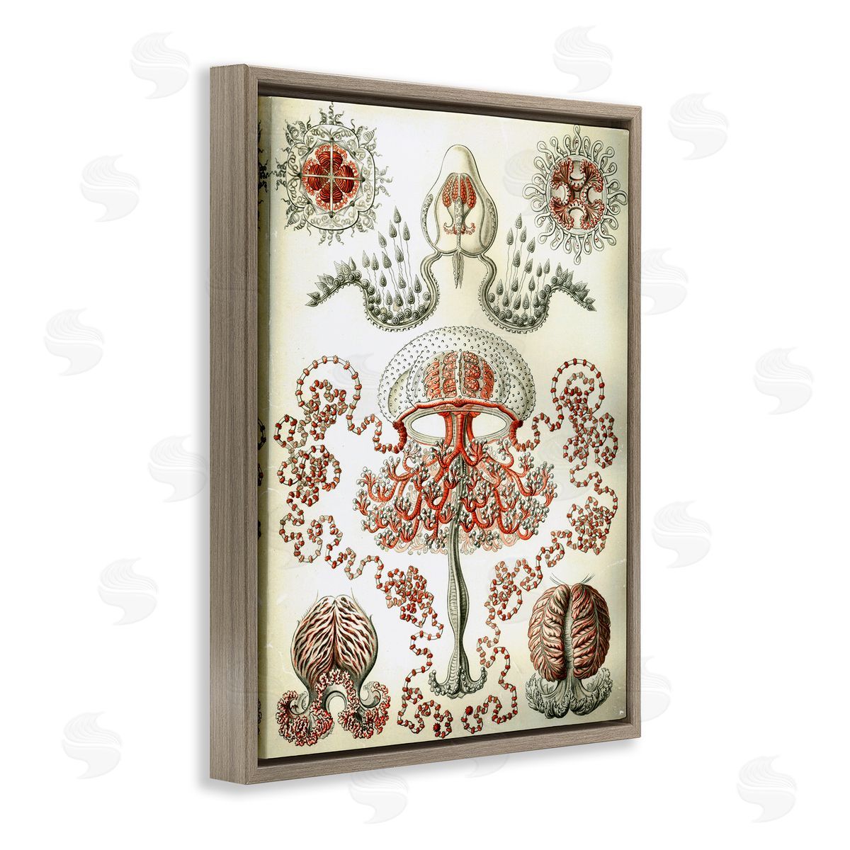 Classic Haeckel Diagram Brown Floating Frame Canvas Wall Art, Home Decor by Graffi*tee Studios