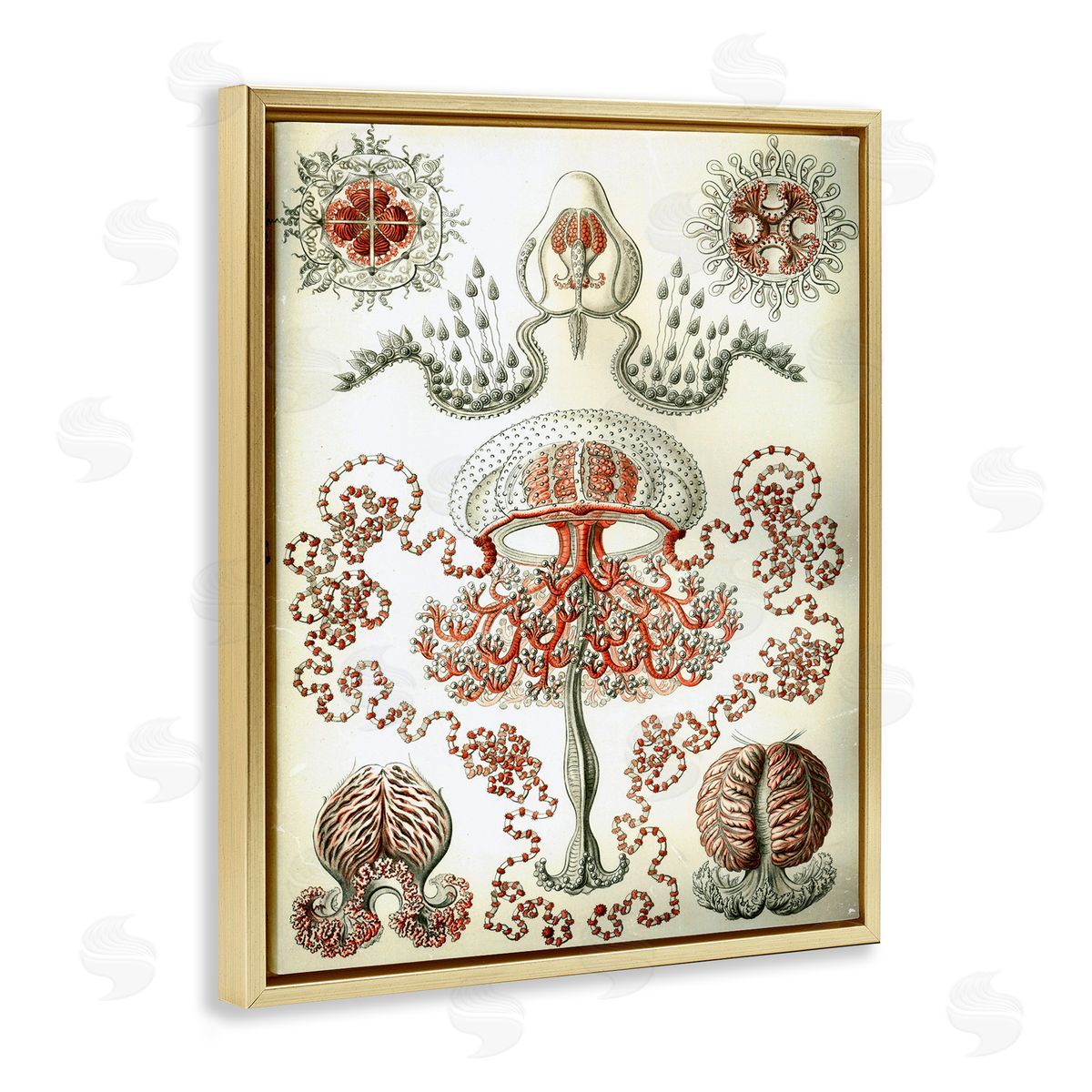 Classic Haeckel Diagram Gold Floating Frame Canvas Wall Art, Home Decor by Graffi*tee Studios