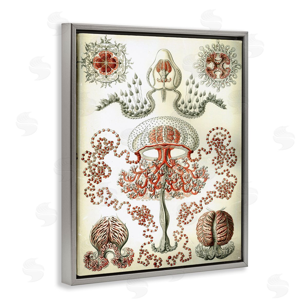 Classic Haeckel Diagram Grey Floating Frame Canvas Wall Art, Home Decor by Graffi*tee Studios