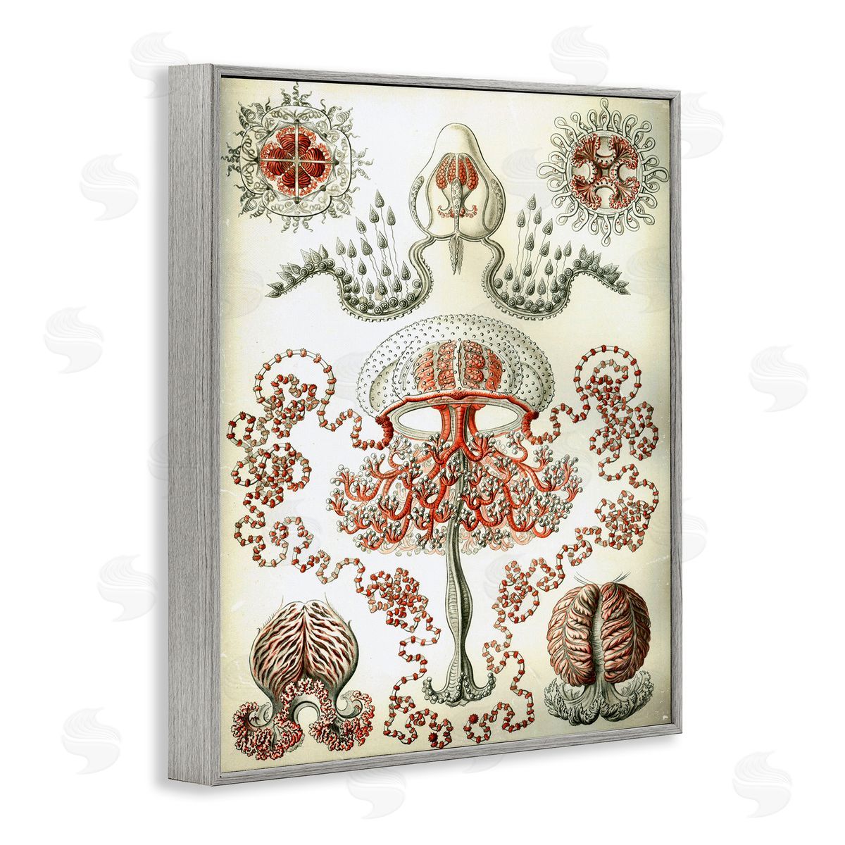 Classic Haeckel Diagram Grey Frame Print Wall Art, Home Decor by Graffi*tee Studios