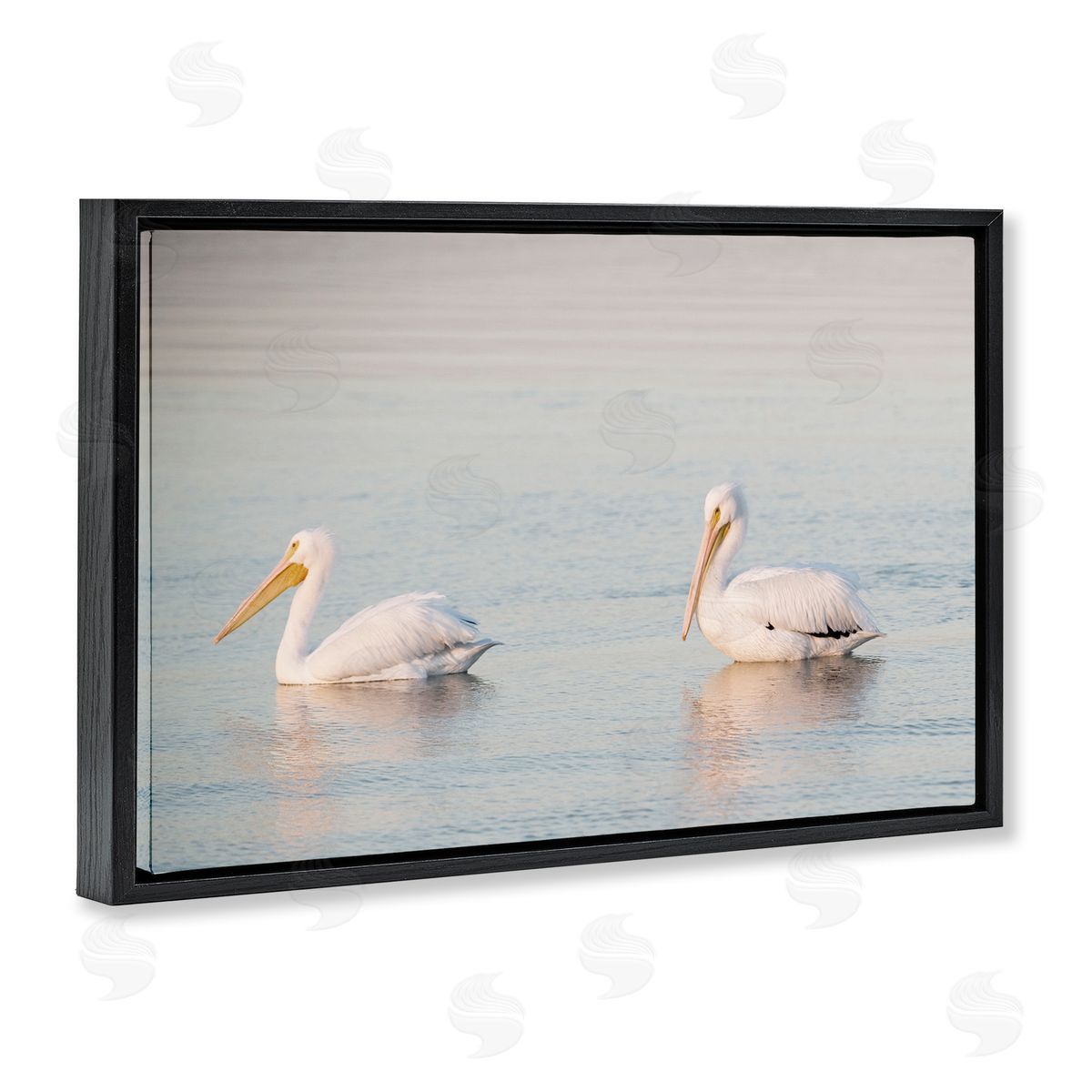 Pelicans on Calm Waters Black Floating Frame Canvas Wall Art, Home Decor by Danita Delimont