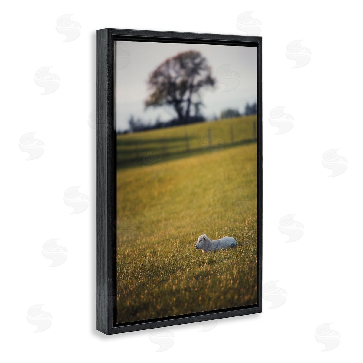 Lamb in Lush Farmland Black Floating Frame Canvas Wall Art, Home Decor by Thomas Tepstad Berge