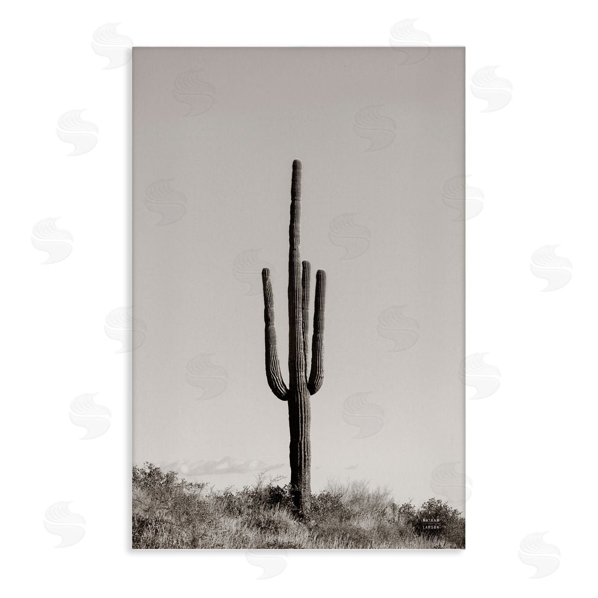 Clear Afternoon Cactus Canvas Wall Art, Home Decor by Nathan Larson