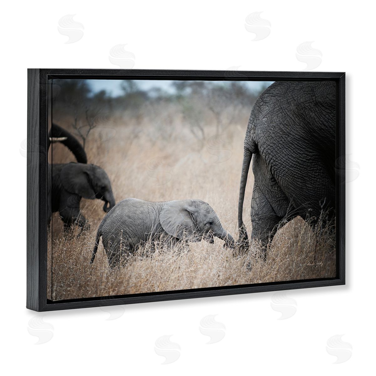 Baby Elephant Strolling Black Floating Frame Canvas Wall Art, Home Decor by Sharon Vardy