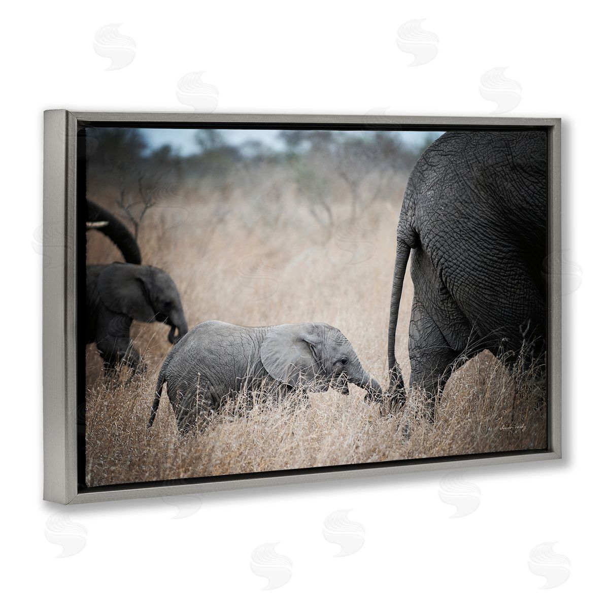 Baby Elephant Strolling Grey Floating Frame Canvas Wall Art, Home Decor by Sharon Vardy