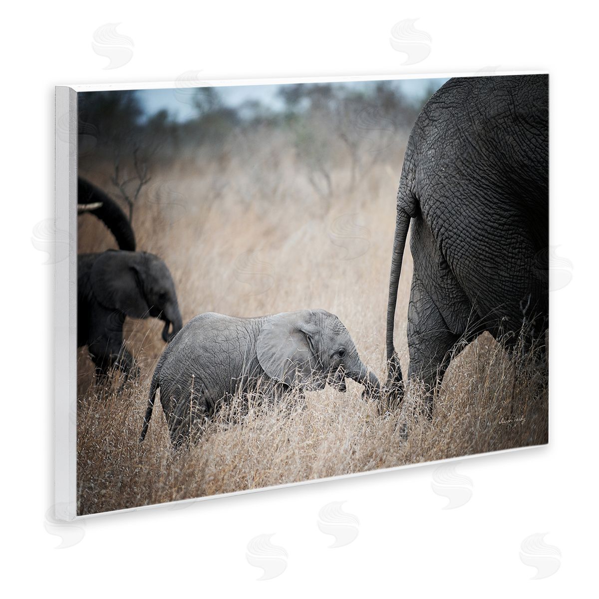Baby Elephant Strolling Wood Plaque Wall Art, Home Decor by Sharon Vardy
