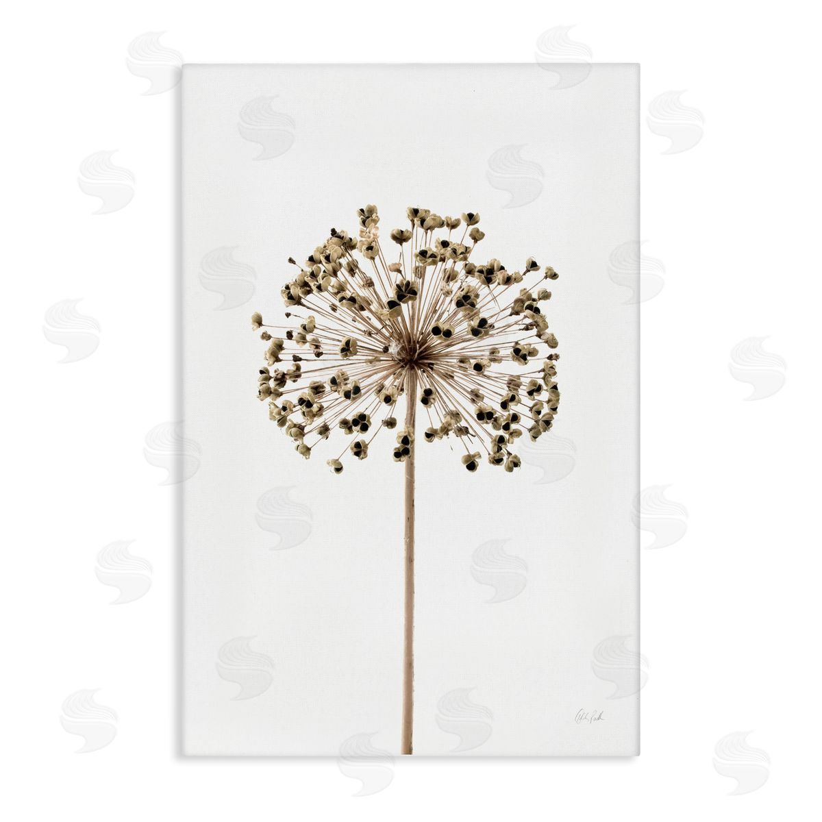 Minimal Allium Bud Canvas Wall Art, Home Decor by Deborah Revell