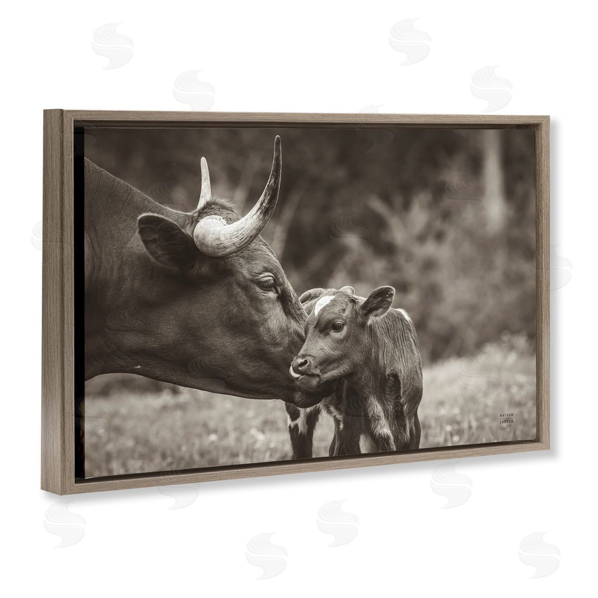 Longhorn Kiss Photography Brown Floating Frame Canvas Wall Art, Home Decor by Nathan Larson