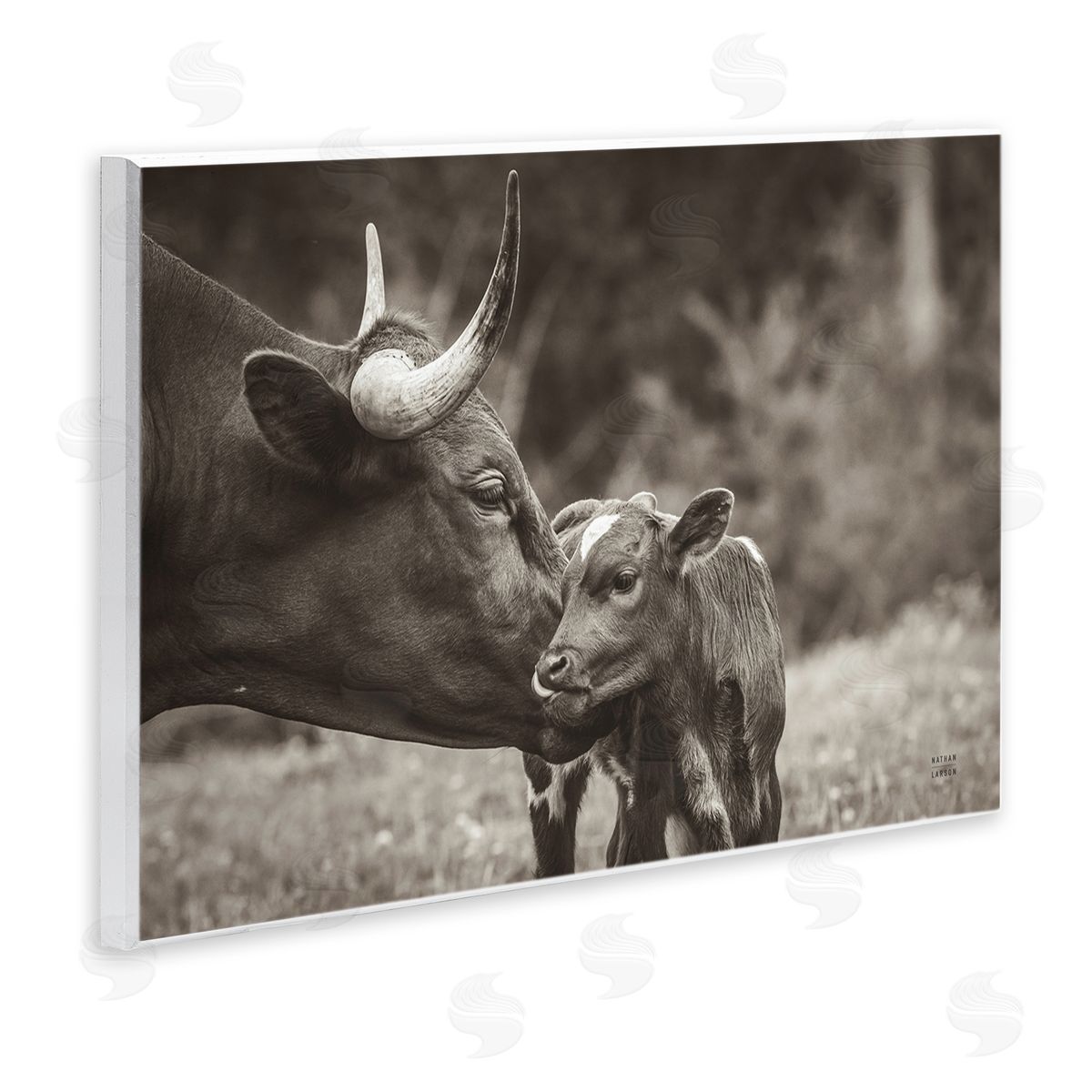 Longhorn Kiss Photography Wood Plaque Wall Art, Home Decor by Nathan Larson