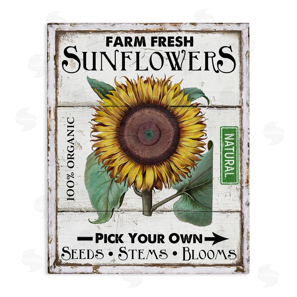 Rustic Farm Fresh Sunflowers Canvas Wall Art, Home Decor by Creatif Belle