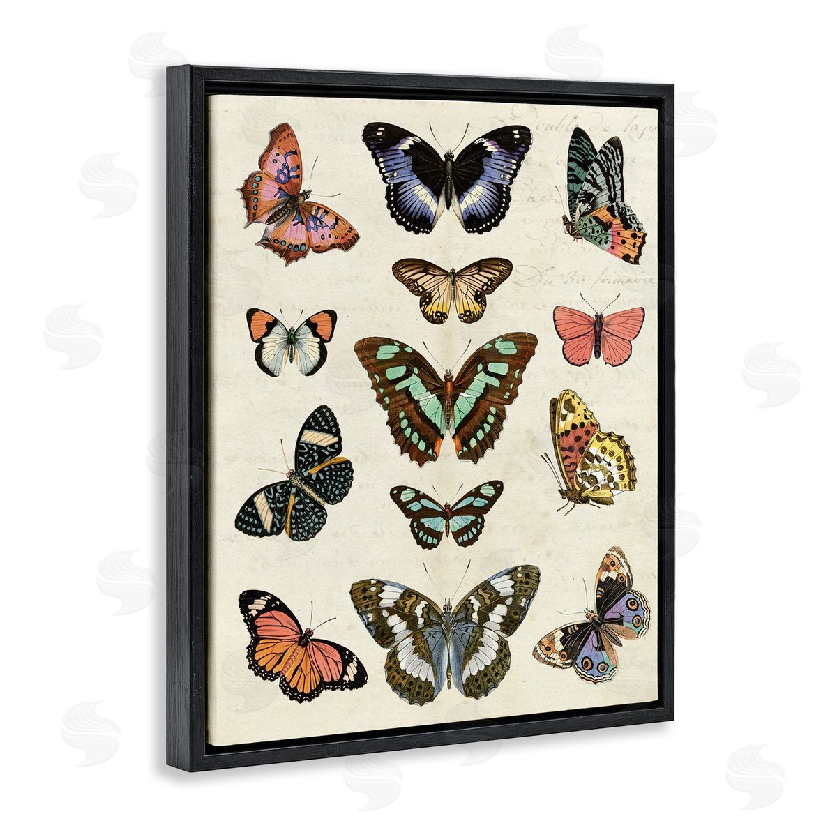 Vintage Butterfly Breeds Black Floating Frame Canvas Wall Art, Home Decor by Susan Arnot