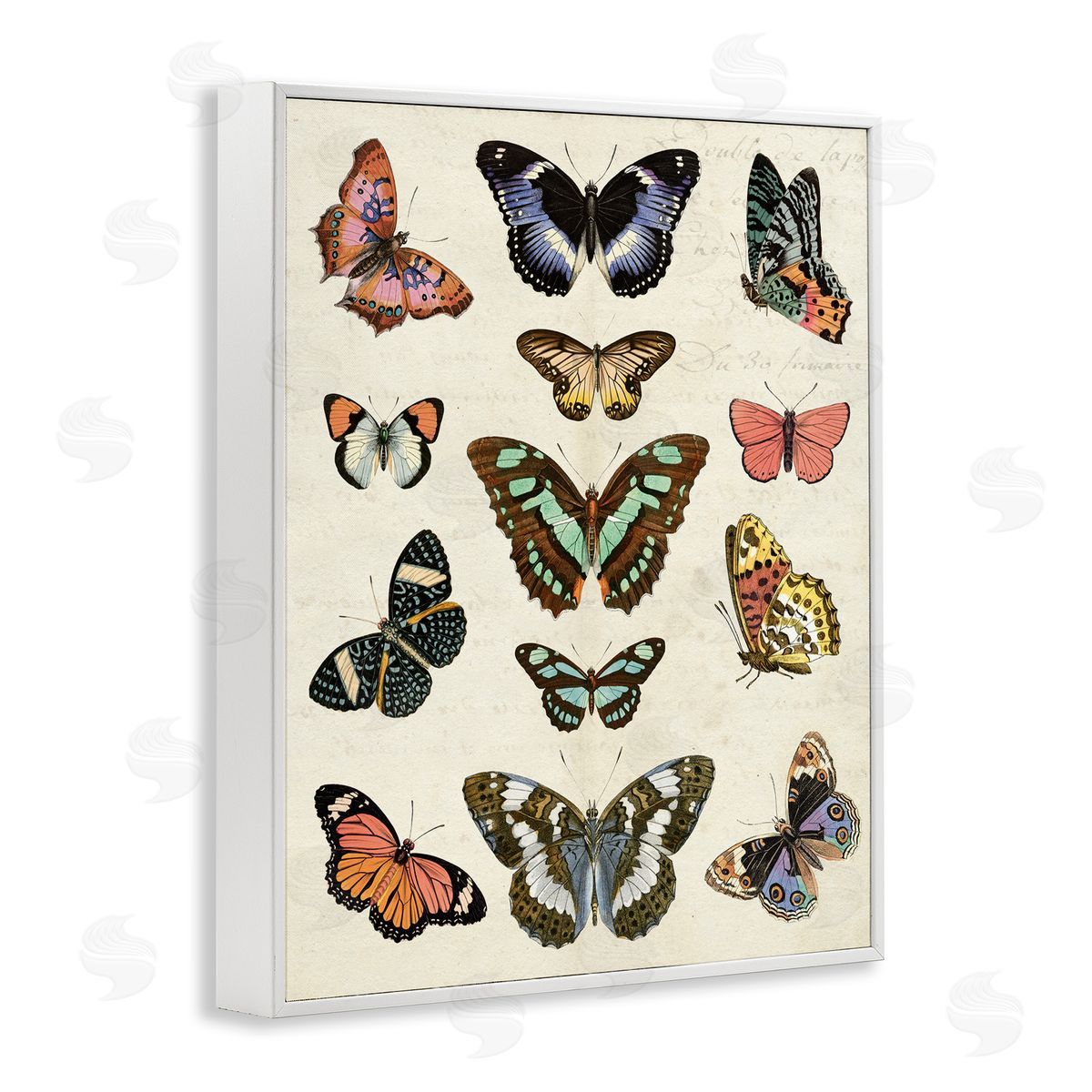 Vintage Butterfly Breeds White Frame Print Wall Art, Home Decor by Susan Arnot