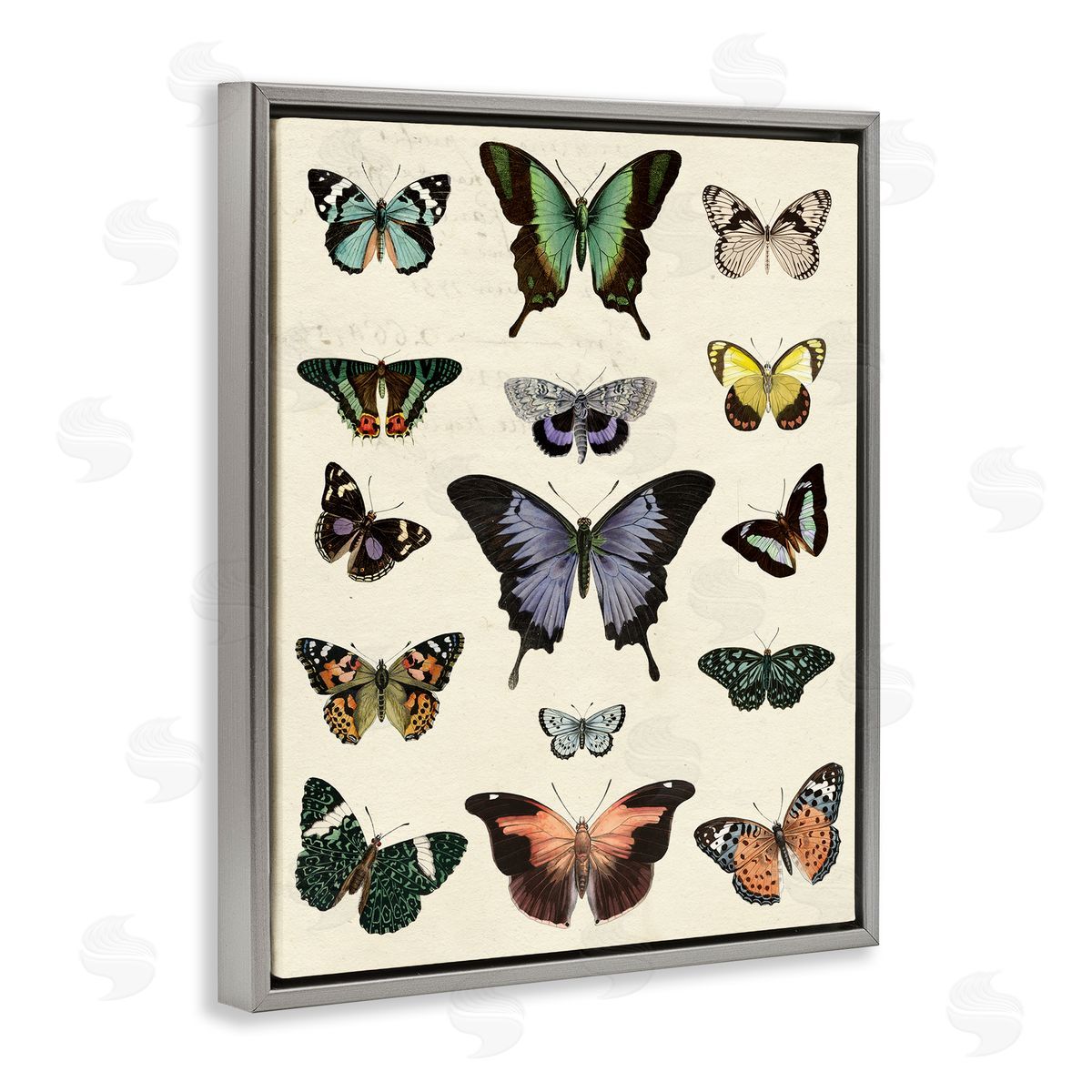 Varied Vintage Butterflies Grey Floating Frame Canvas Wall Art, Home Decor by Susan Arnot