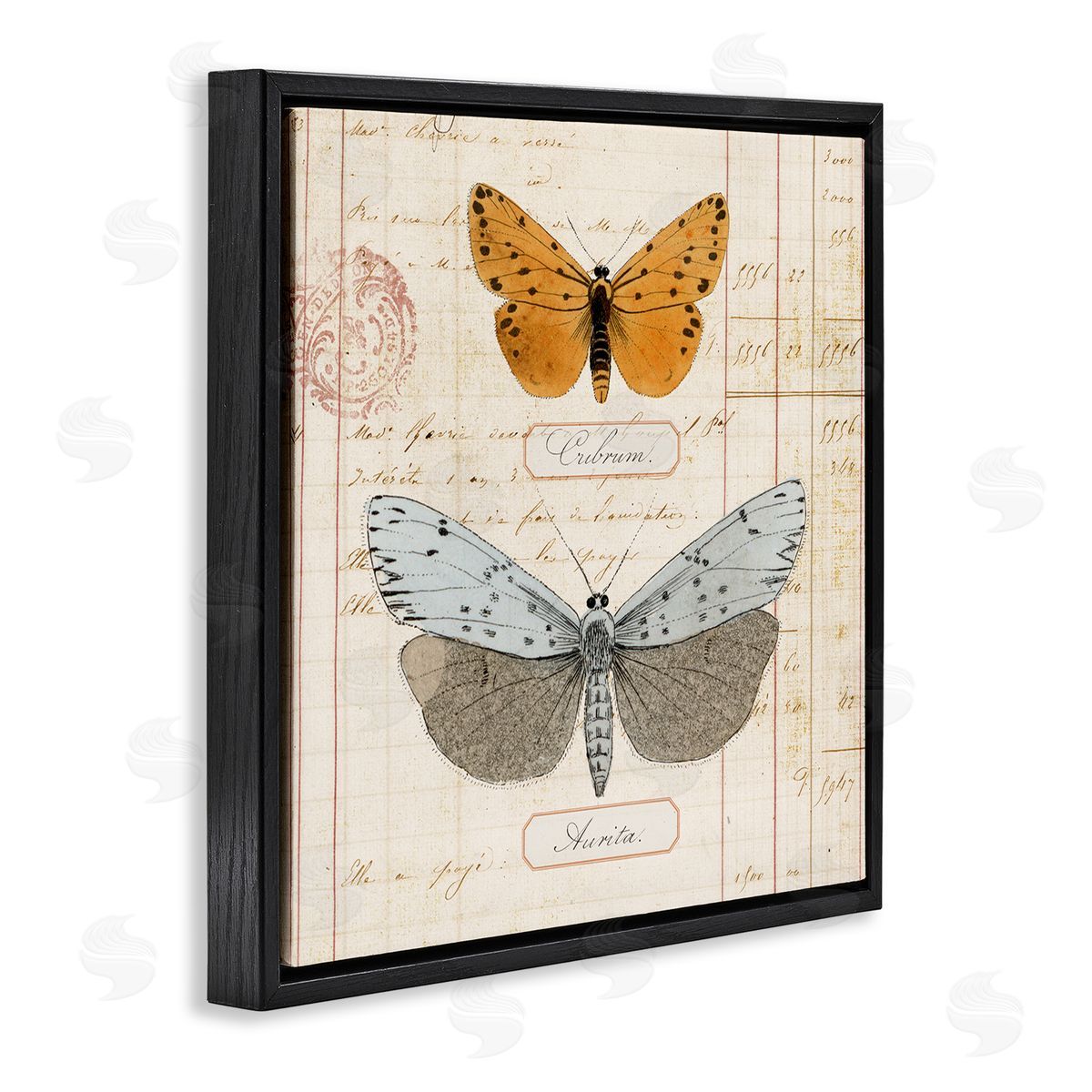 Vintage Butterfly Specimen Black Floating Frame Canvas Wall Art, Home Decor by Susan Arnot