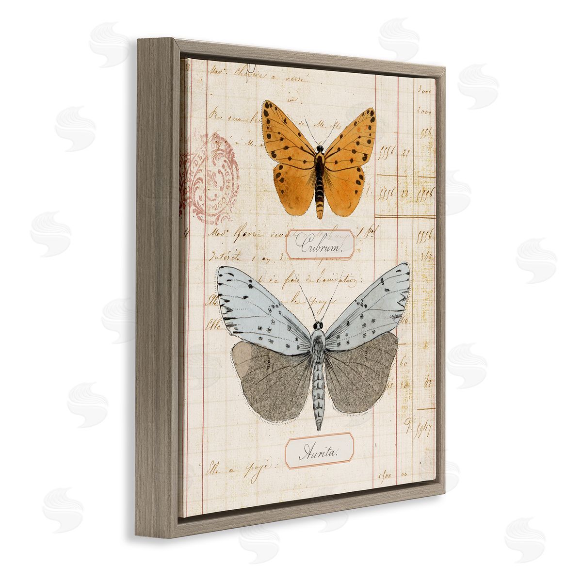 Vintage Butterfly Specimen Brown Floating Frame Canvas Wall Art, Home Decor by Susan Arnot
