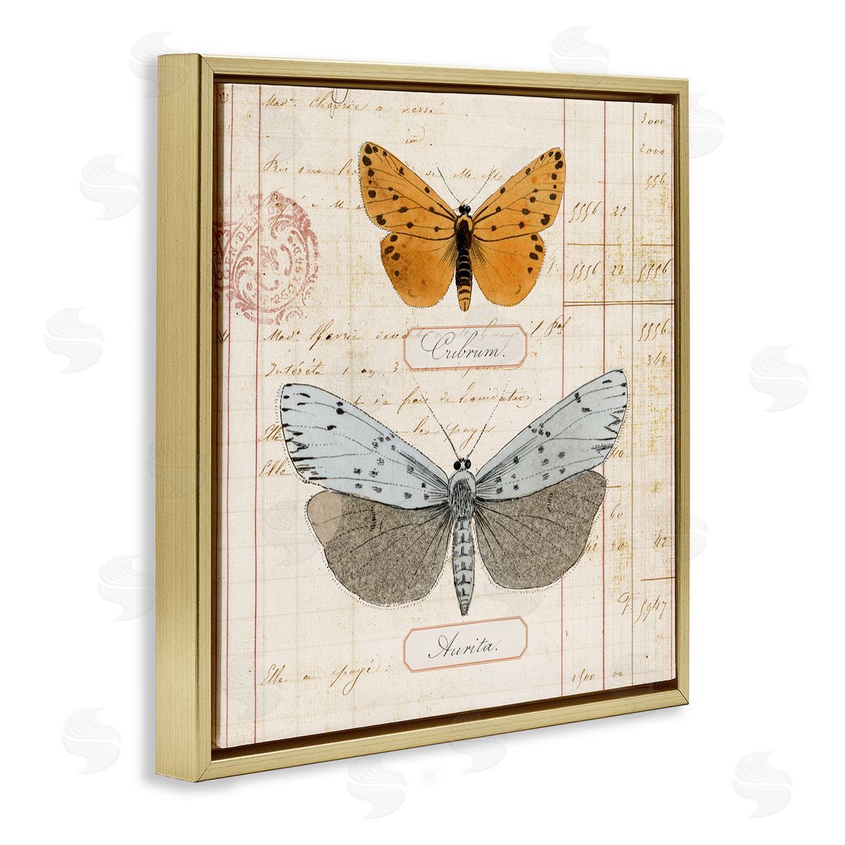 Vintage Butterfly Specimen Gold Floating Frame Canvas Wall Art, Home Decor by Susan Arnot