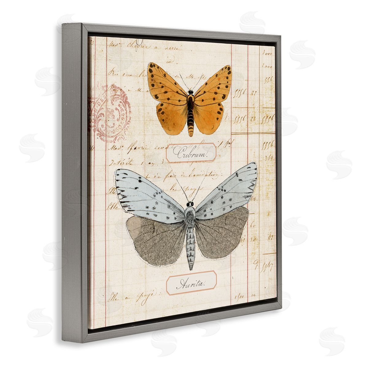Vintage Butterfly Specimen Grey Floating Frame Canvas Wall Art, Home Decor by Susan Arnot