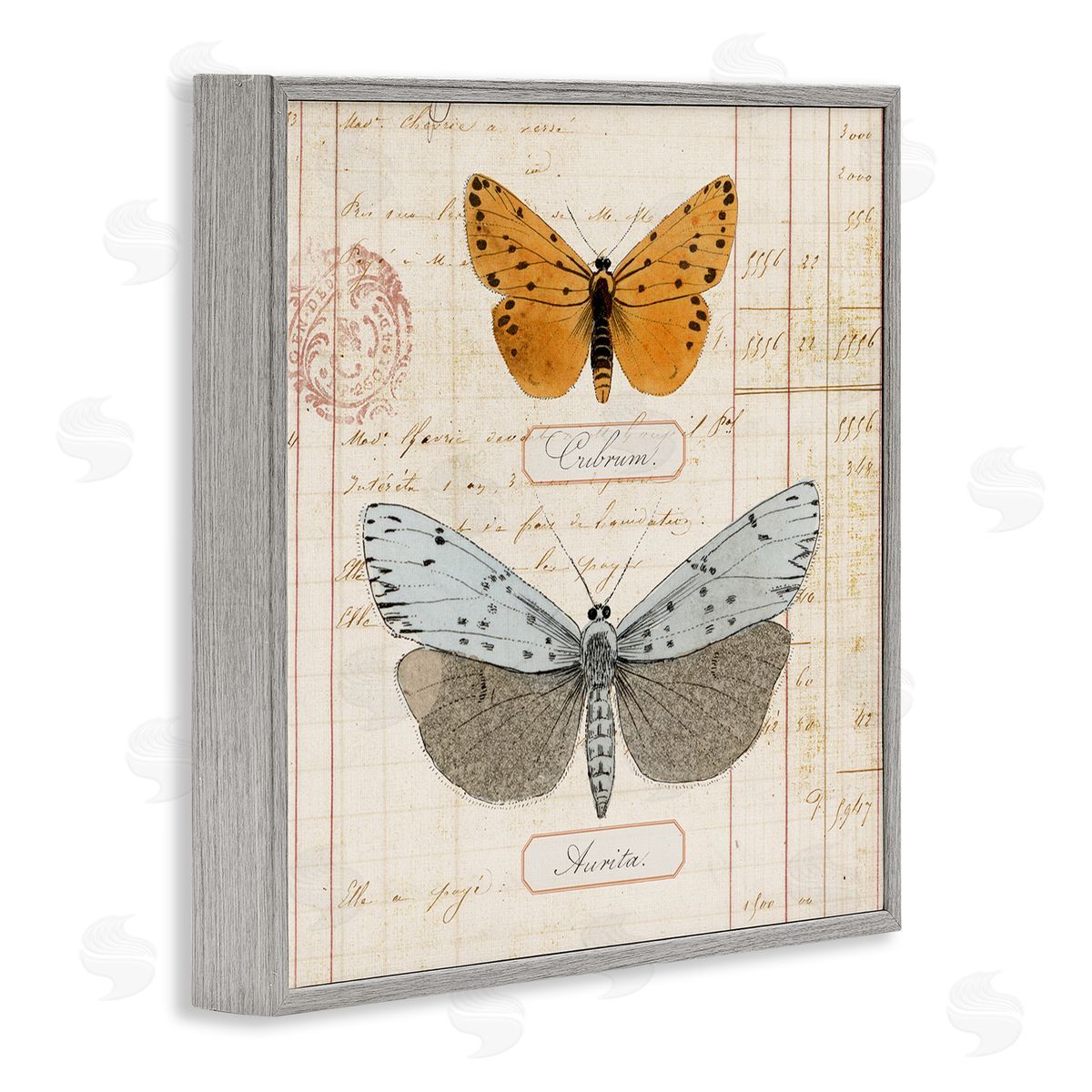 Vintage Butterfly Specimen Grey Frame Print Wall Art, Home Decor by Susan Arnot