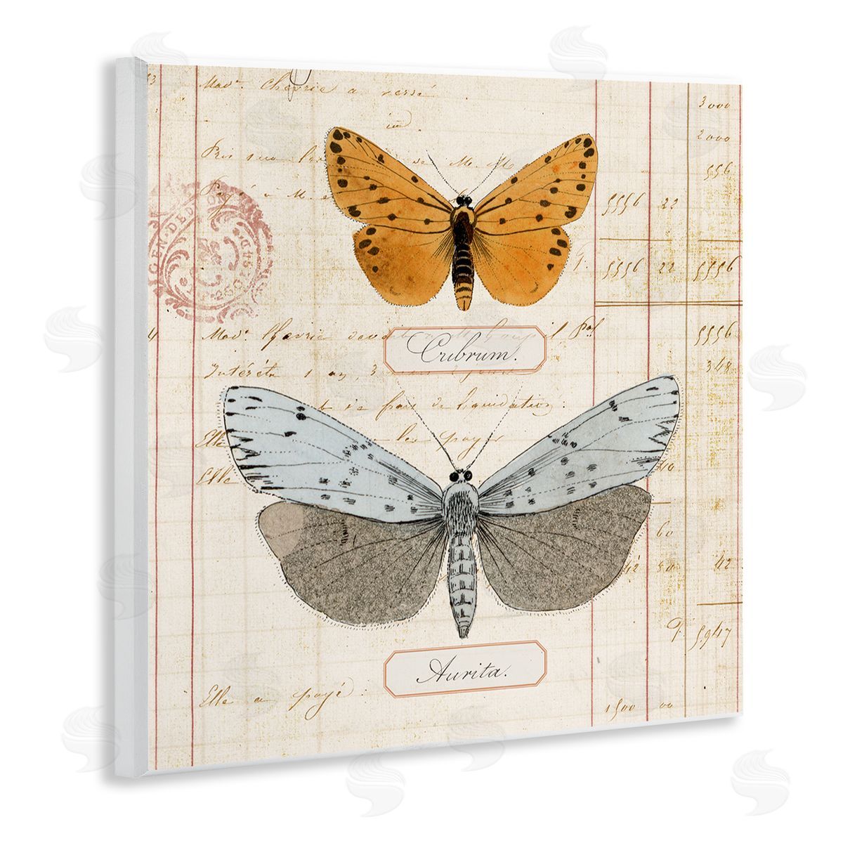 Vintage Butterfly Specimen Wood Plaque Wall Art, Home Decor by Susan Arnot