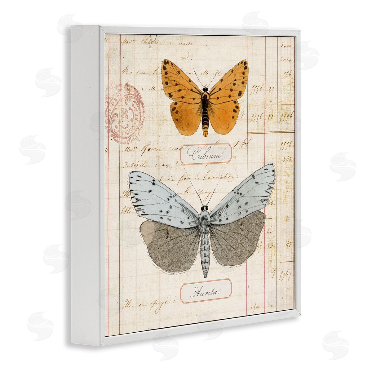 Vintage Butterfly Specimen White Frame Print Wall Art, Home Decor by Susan Arnot